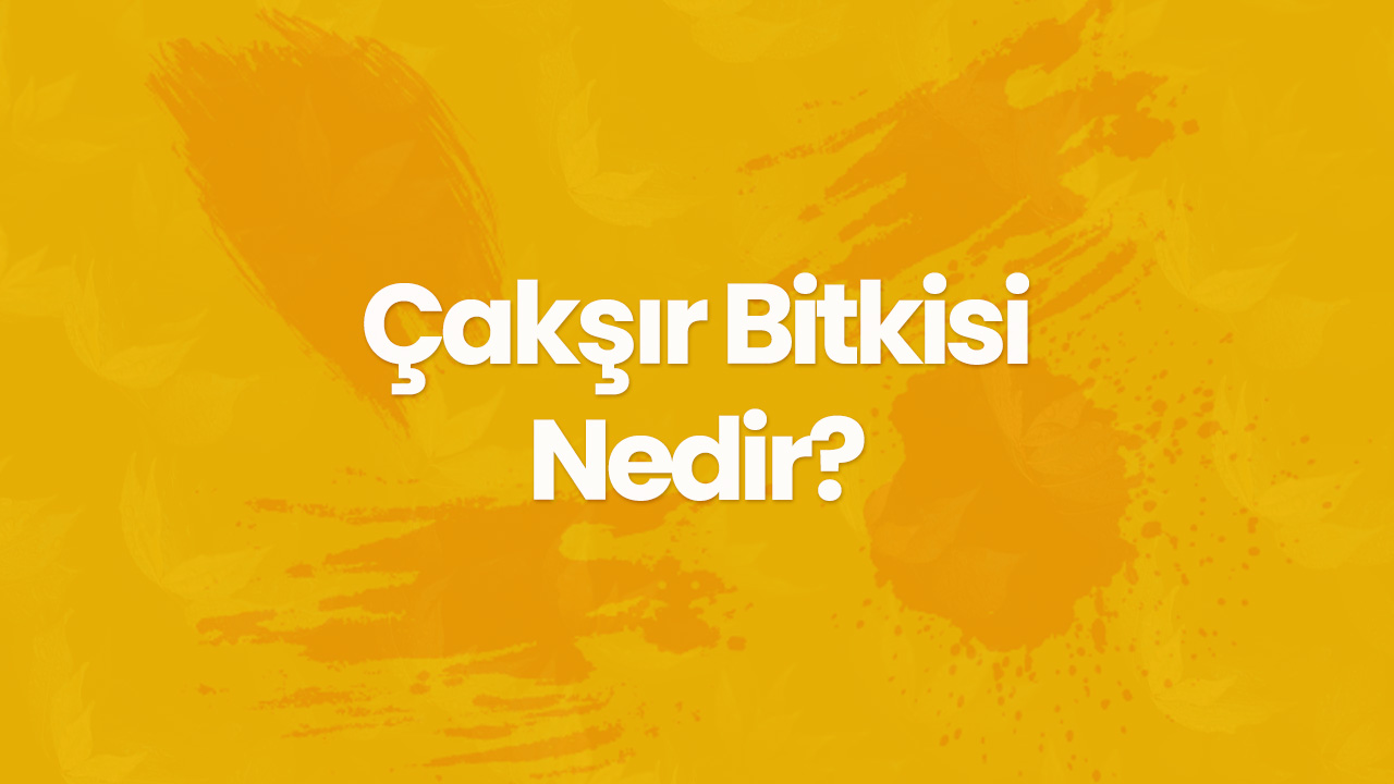caksir bitkisi nedir ve faydalari