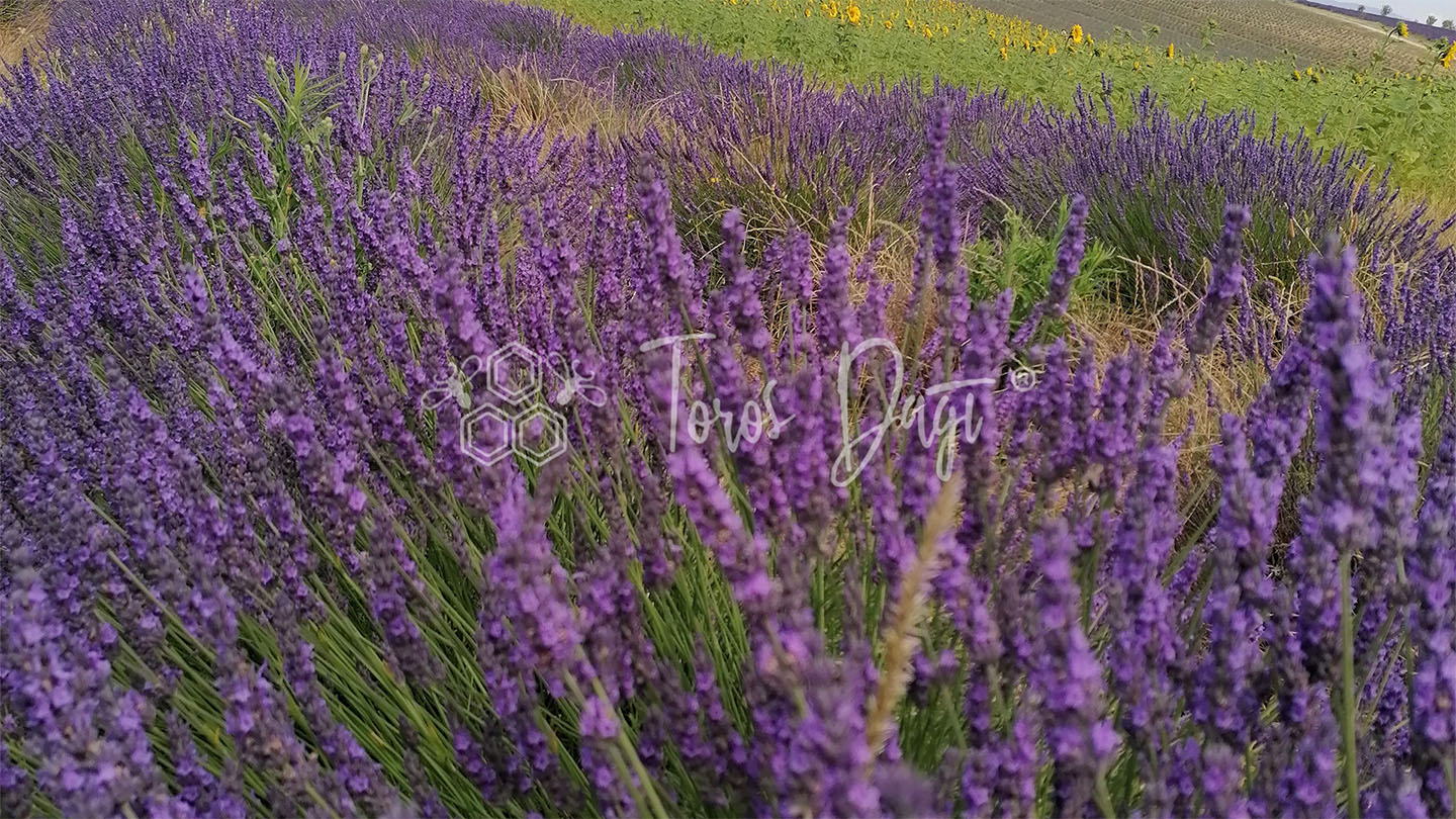 lavanta nedir faydalari