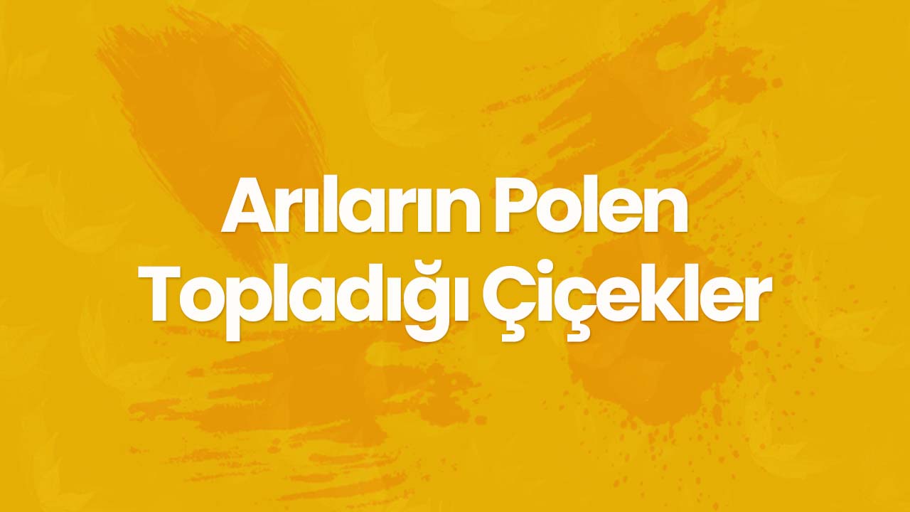 Arıların Polen Topladığı Çiçekler Hangileri?